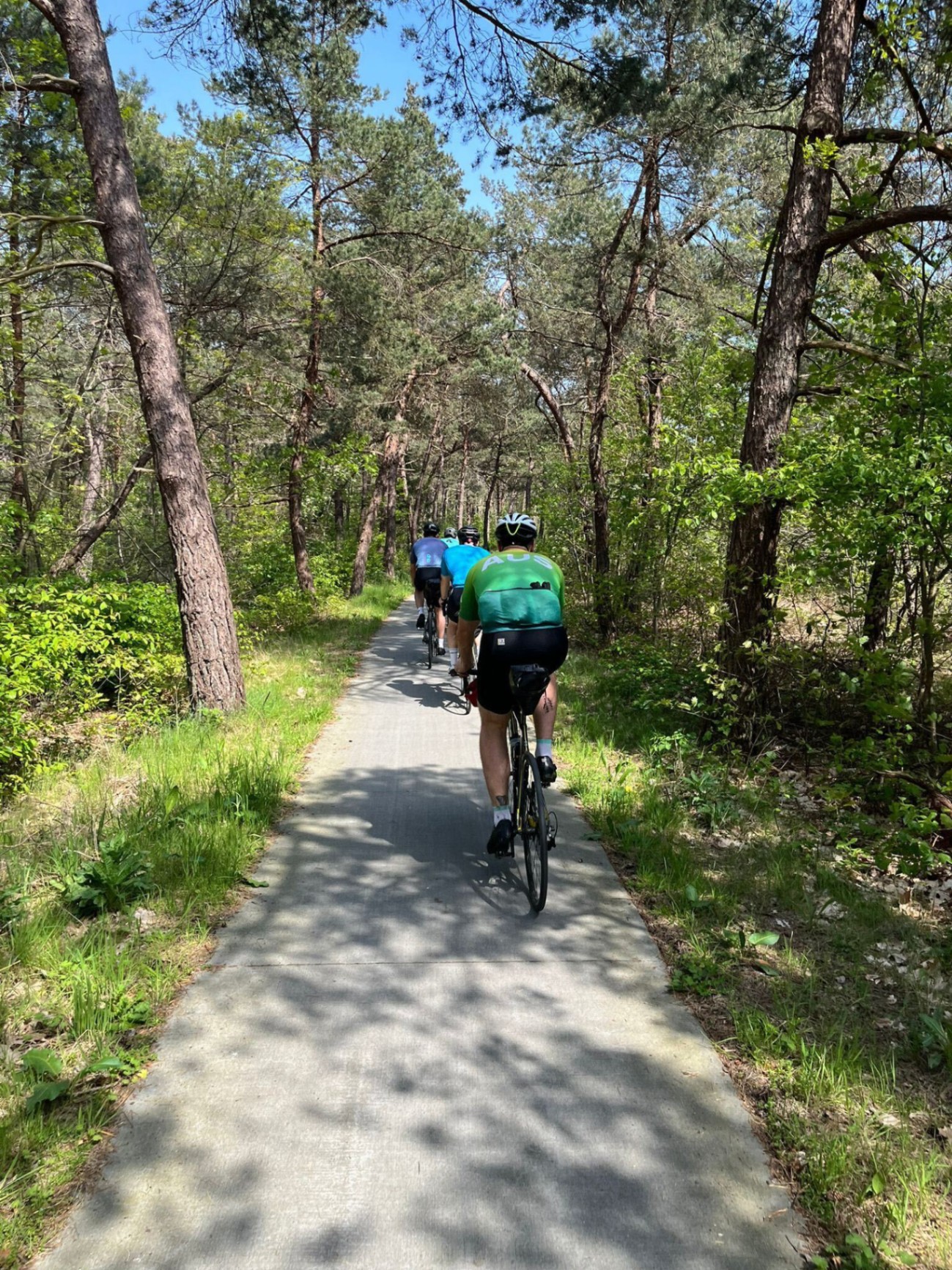 Riders through a pine forest path