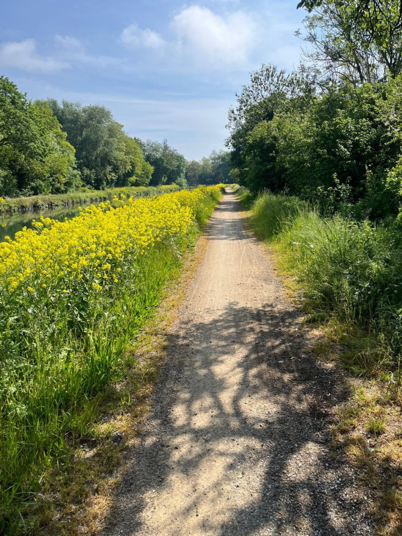 Canal towpath lined with yellow wildflowers