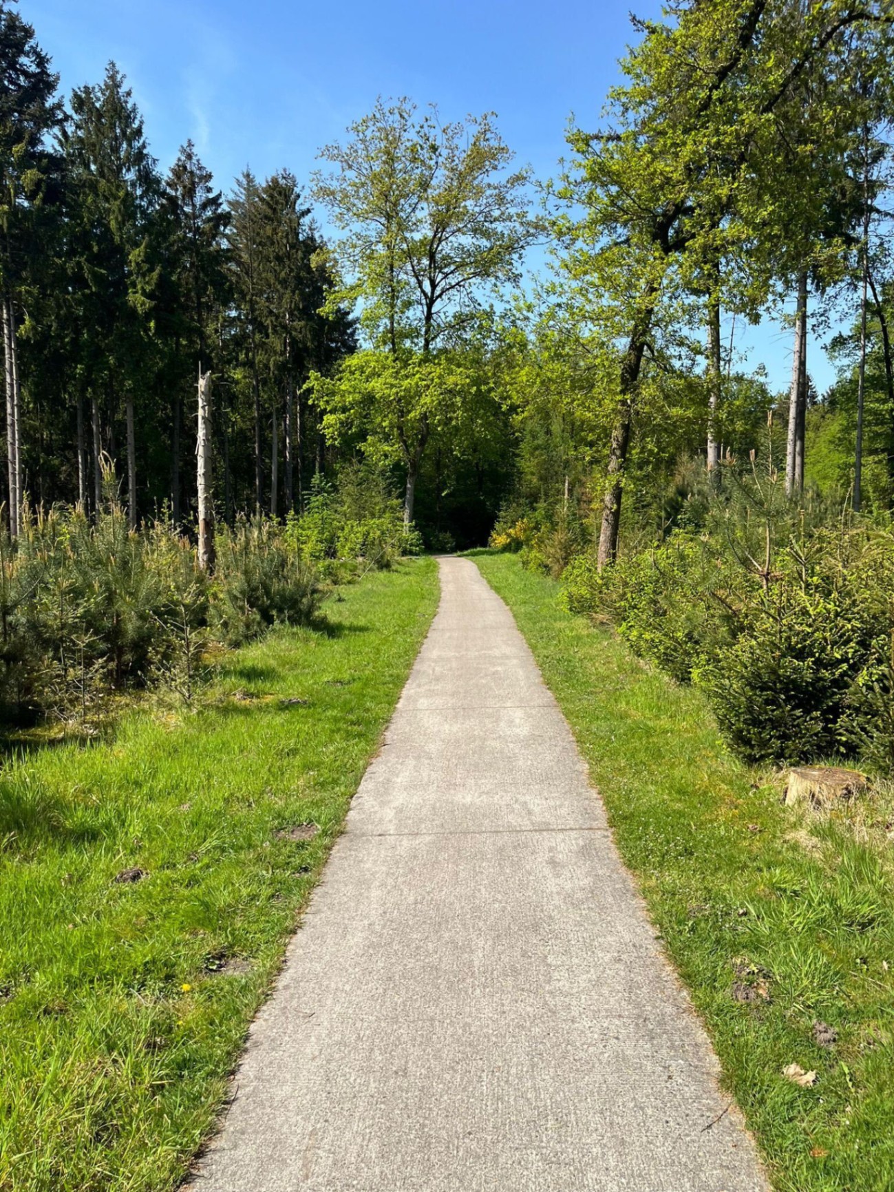 Quiet forest cycle path through tall pines