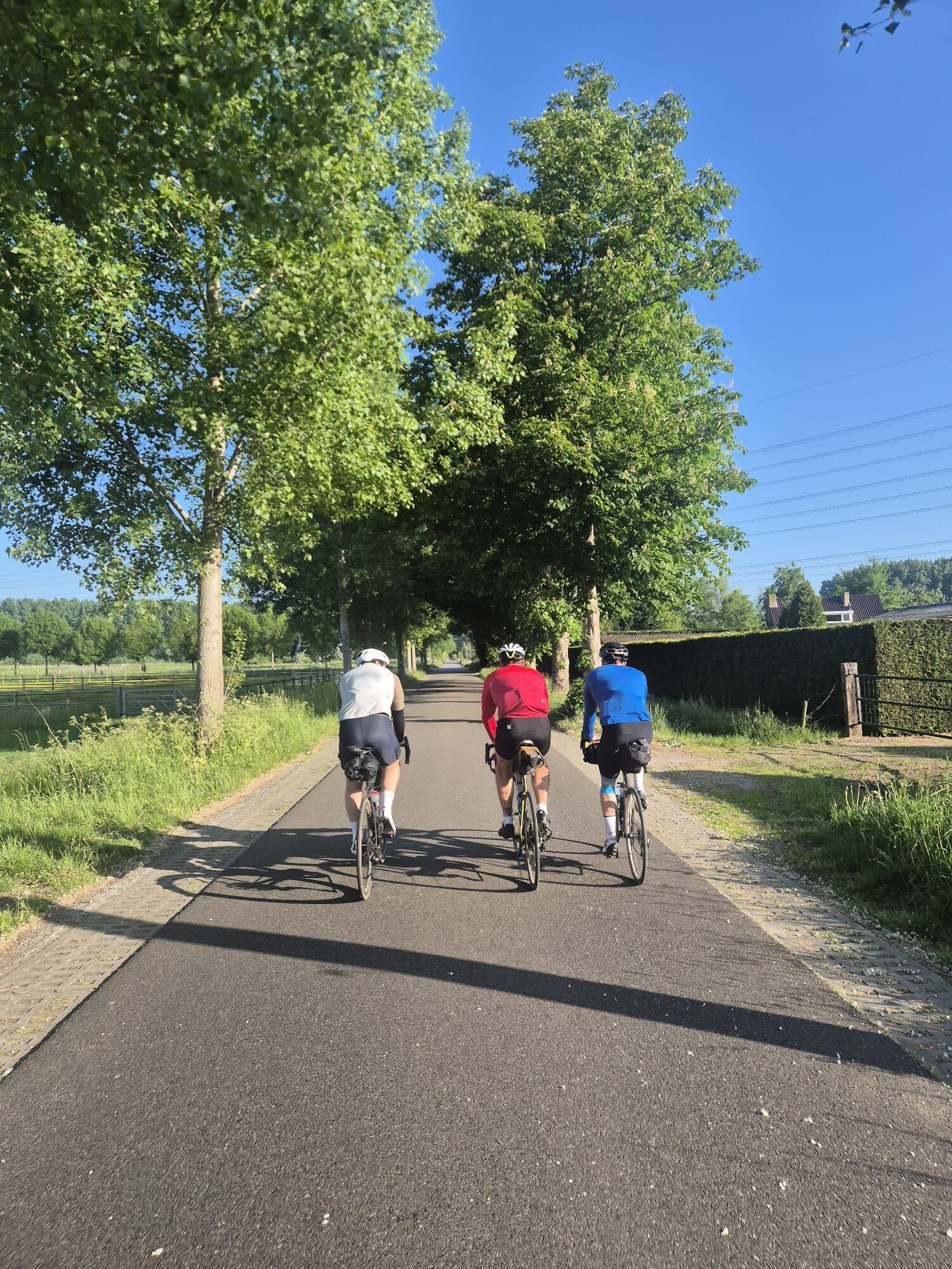Three cyclists riding a tree-lined country lane in the Limburg countryside