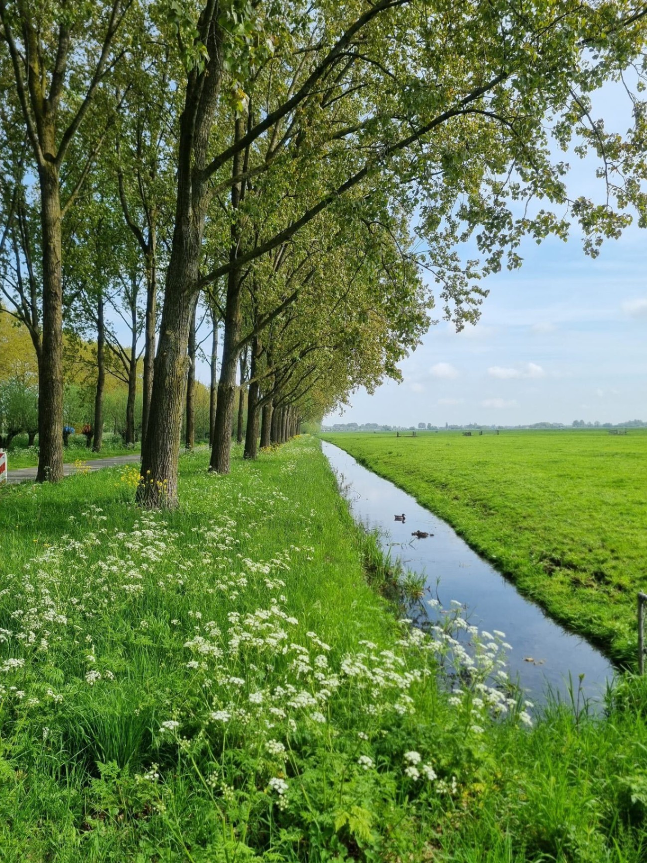 Tree-lined polder canal with ducks and wildflowers