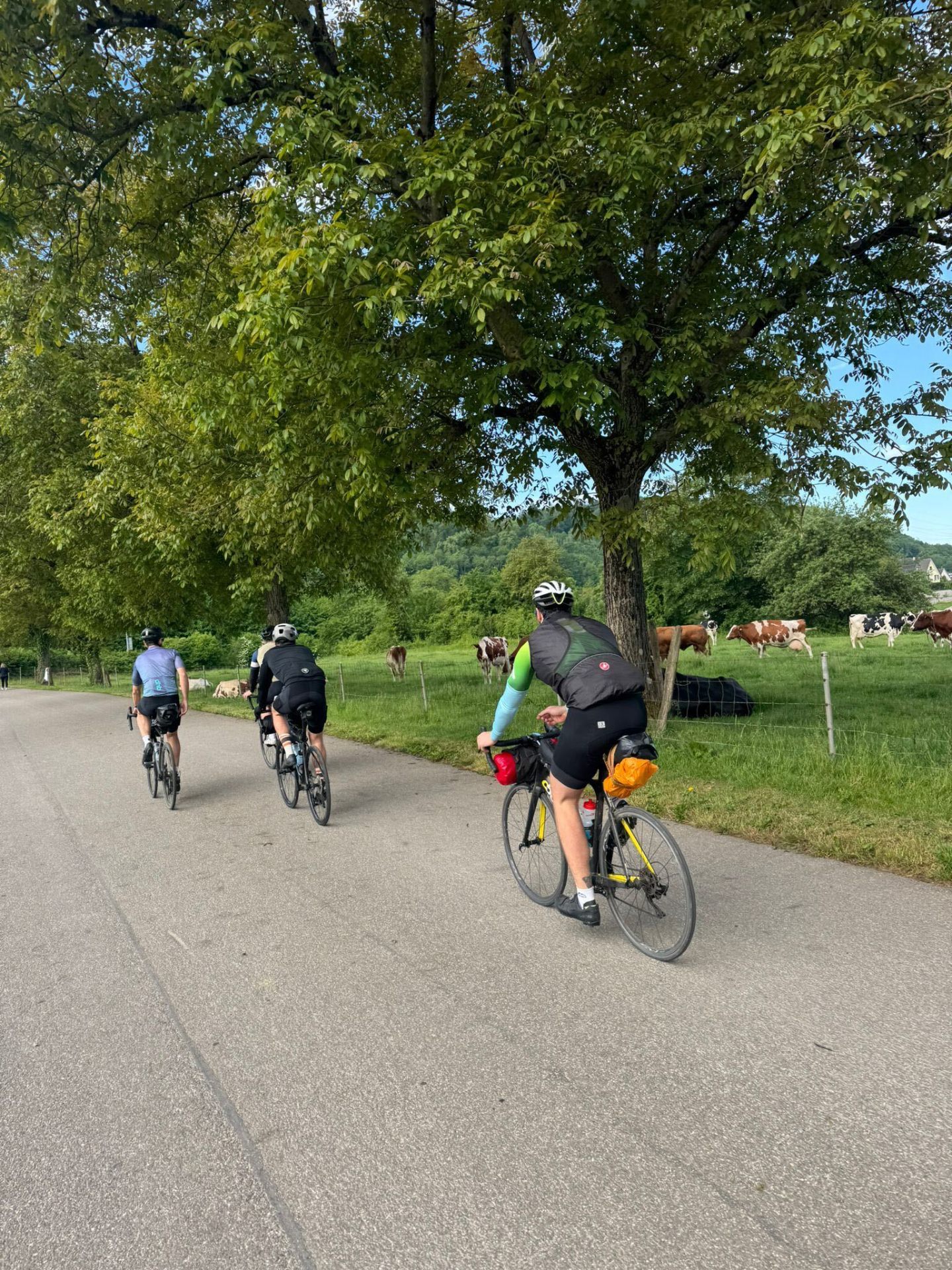 Group rolling past grazing dairy cows in the Swiss countryside