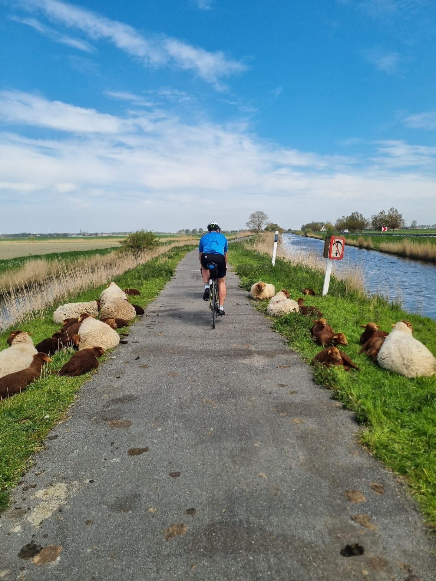 Cyclist riding past resting sheep on a polder canal path